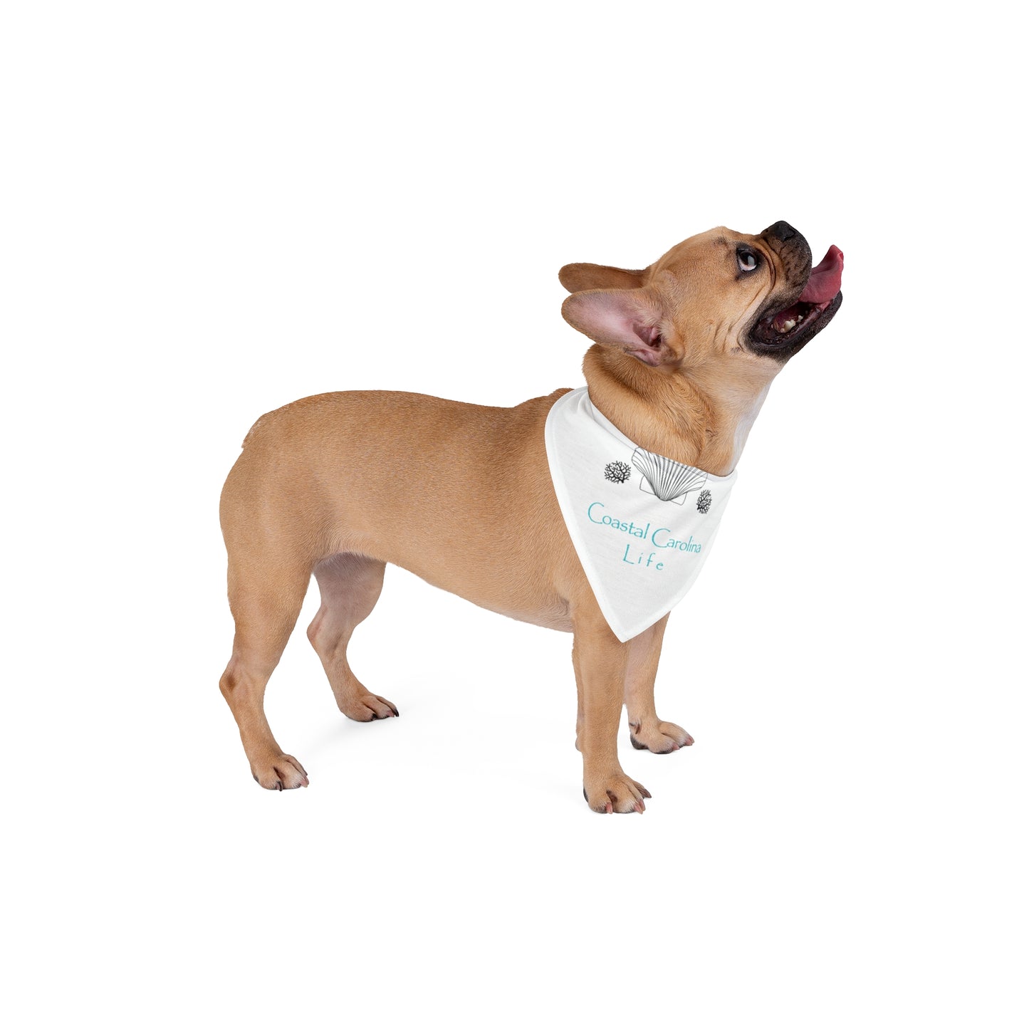 Clam Shell and Coral Coastal Pet Bandana